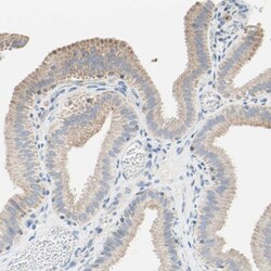 MFF Antibody, Novus Biologicals 25 &mu;L; Unlabeled:Antibodies, Polyclonal